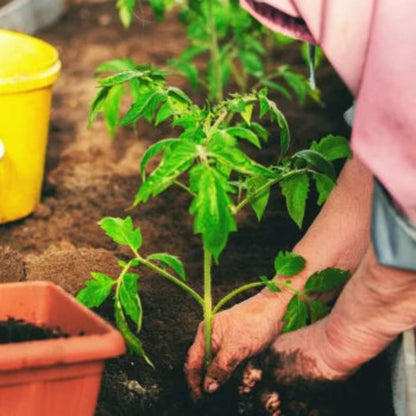 Garden's Pulse Seed Vault Kit